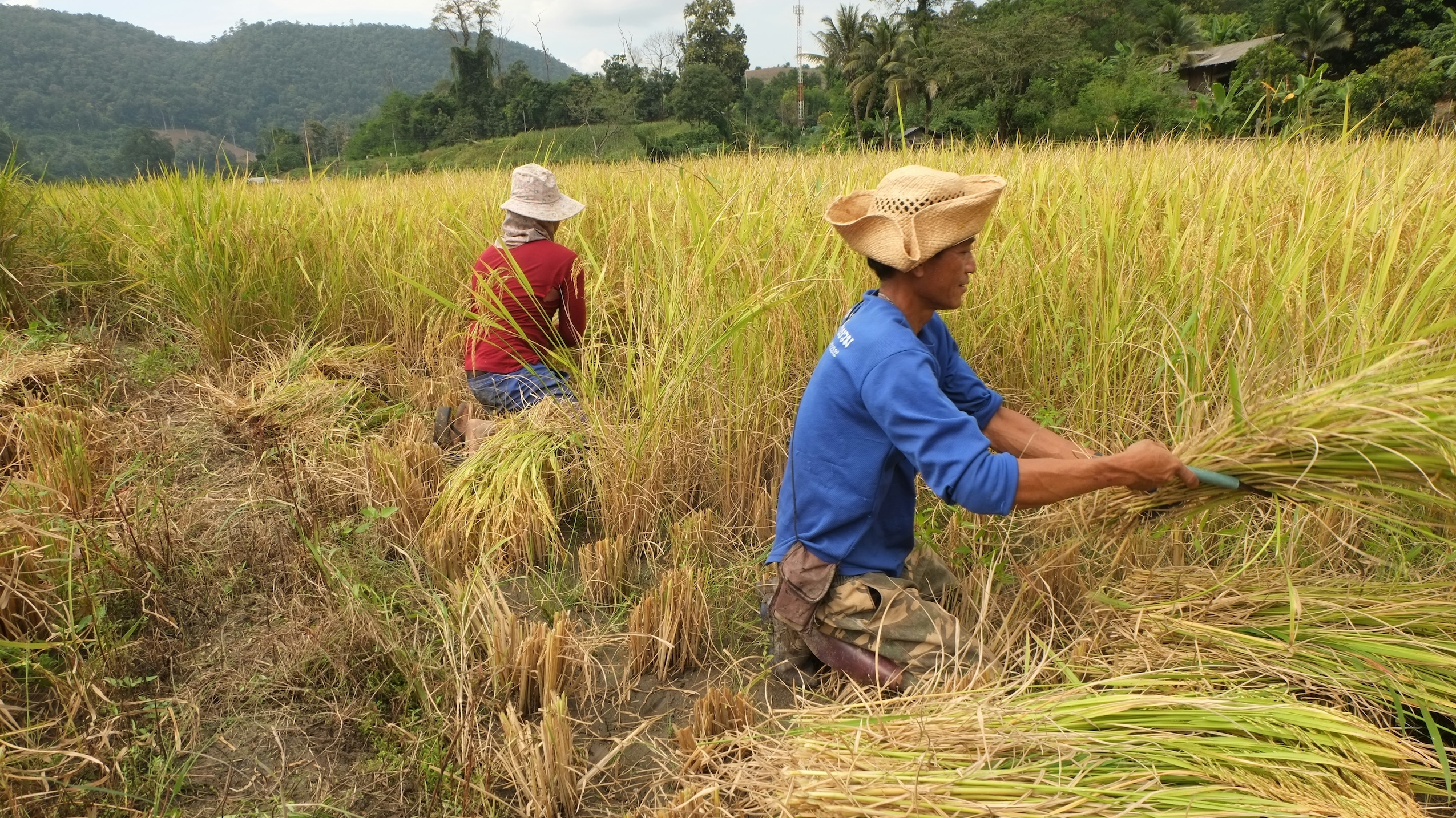 waterverbruik gewassen Thailand